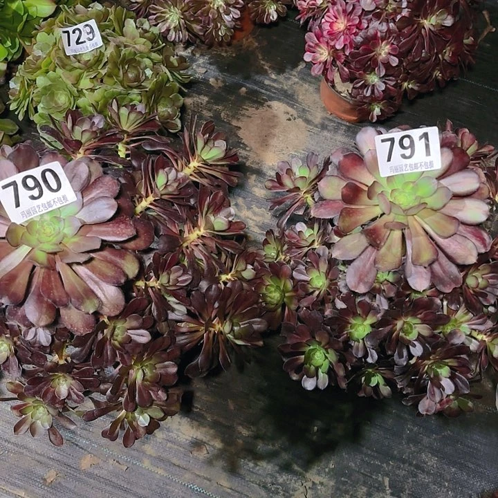 【闪购商品】晚霞中班2-12