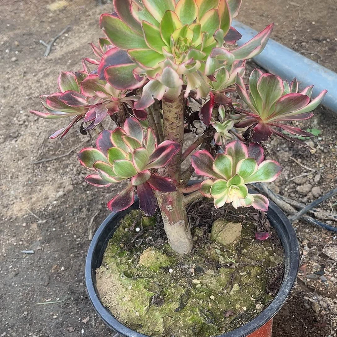 宁***)416多肉植物多肉植物