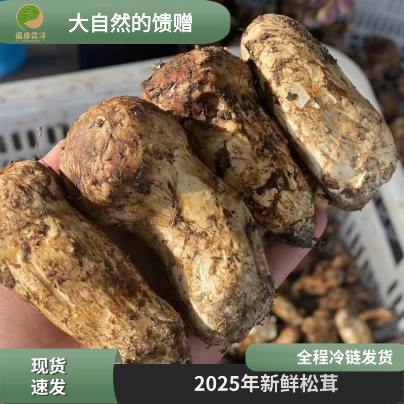 2025出口级【小金松茸】金字塔塔尖级别的松茸新鲜采摘现拍现发