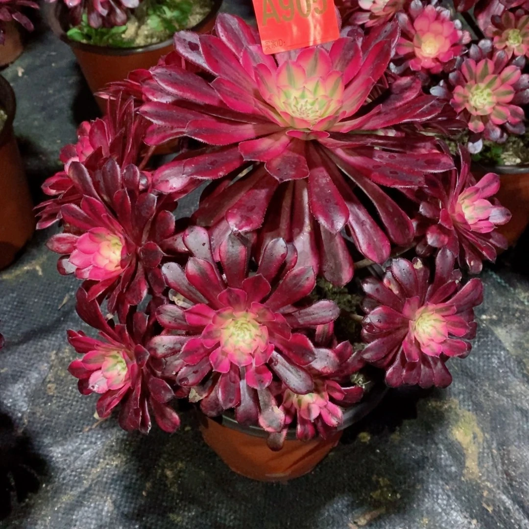 黑桐白905多肉111111