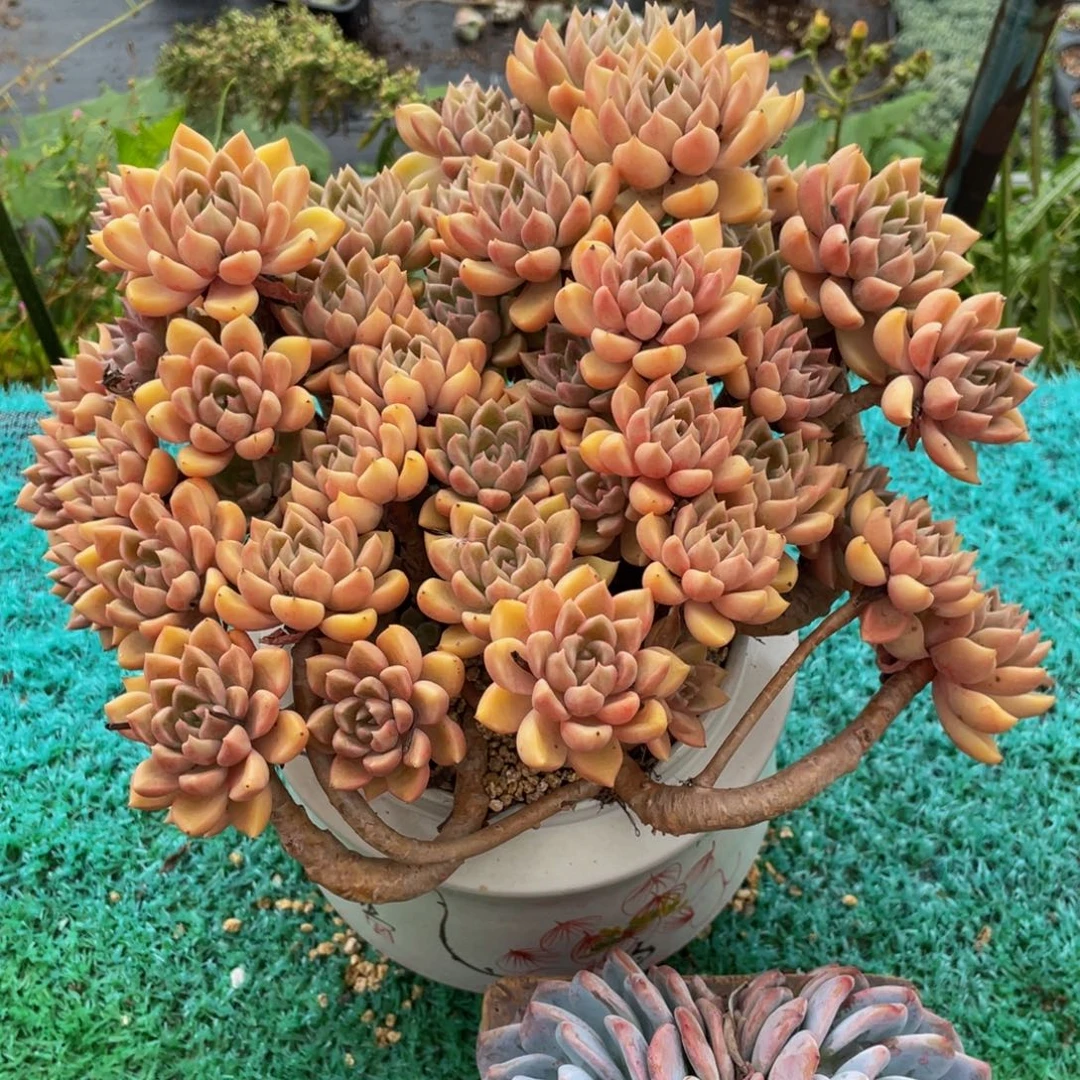 46多肉植物盆栽多肉