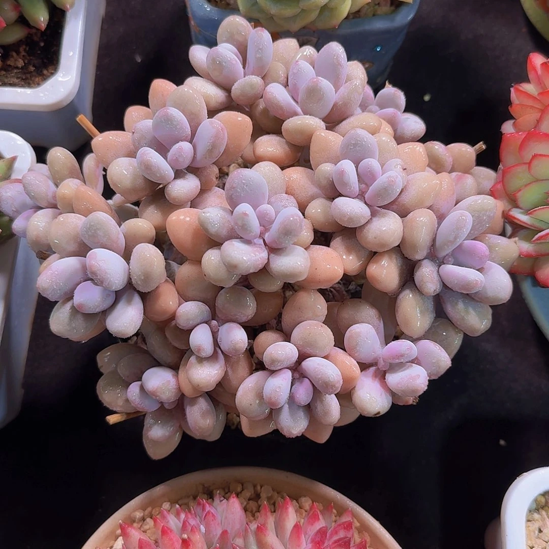 桃蛋多肉一物一拍