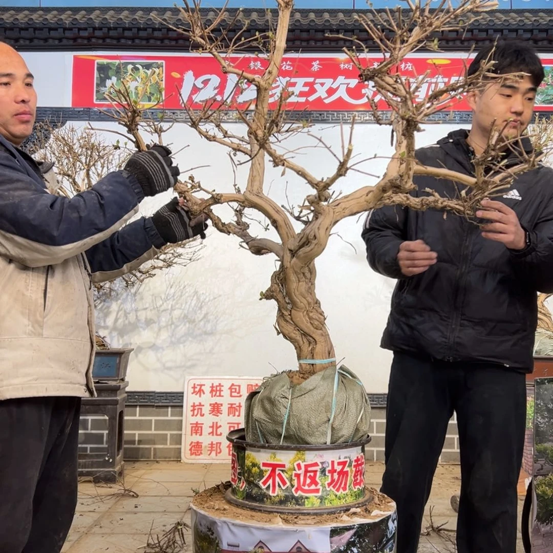 无花朵金银花开花155555522