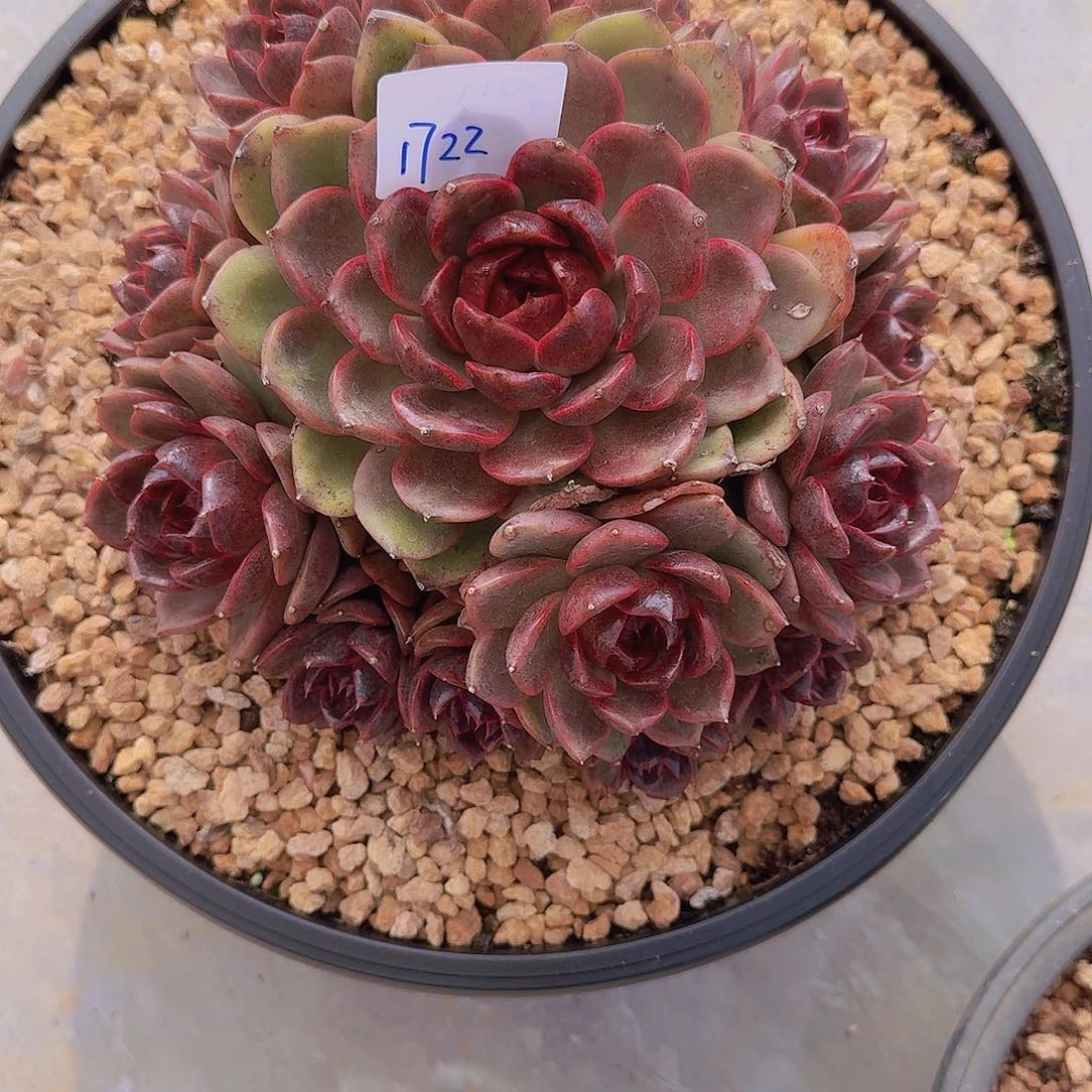 M***神1722溜溜多肉植物