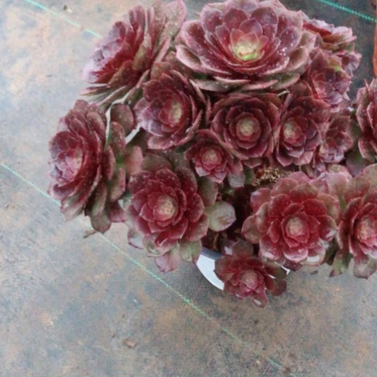 芳**青红魔法师多肉植物235号