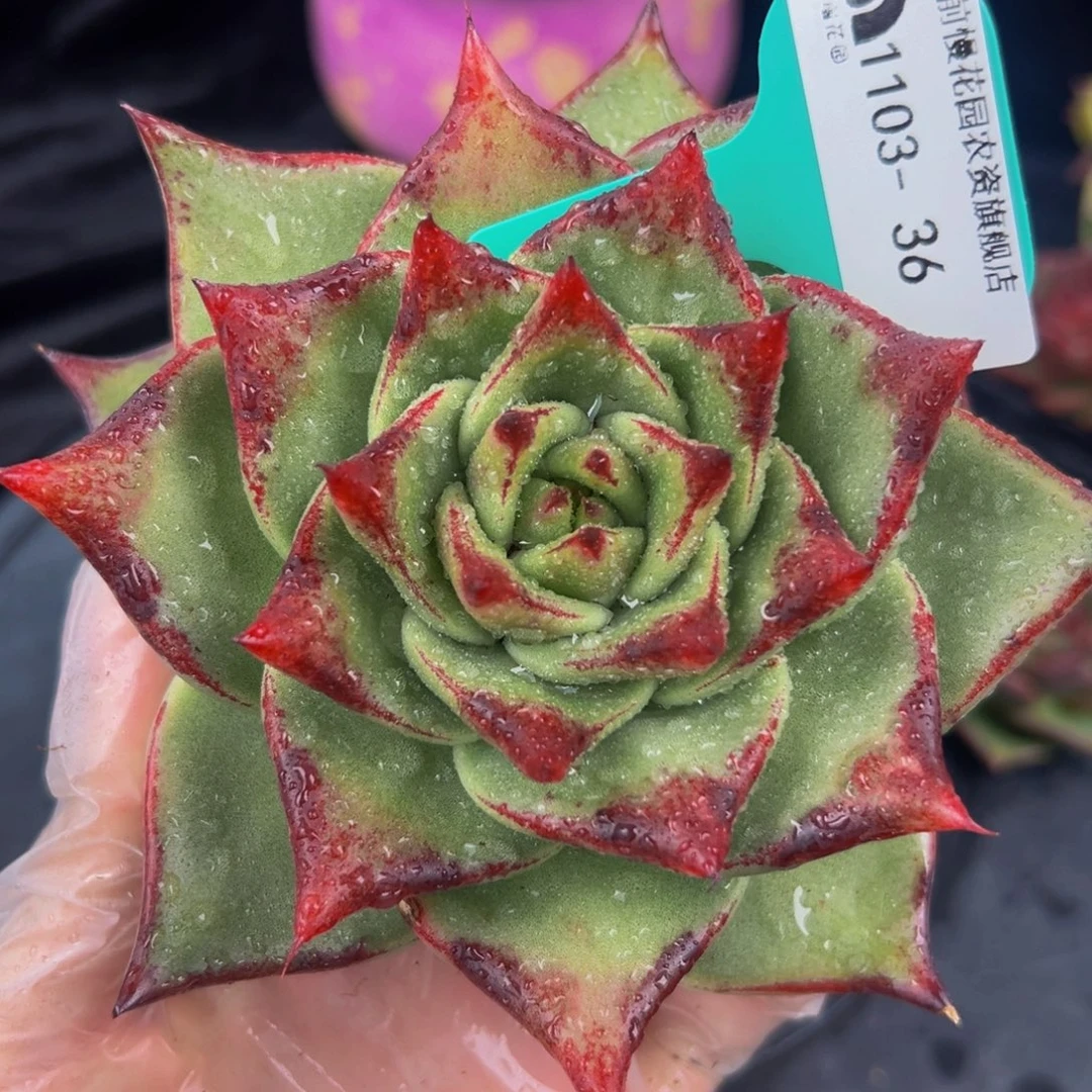 从前慢多肉编号1103-36