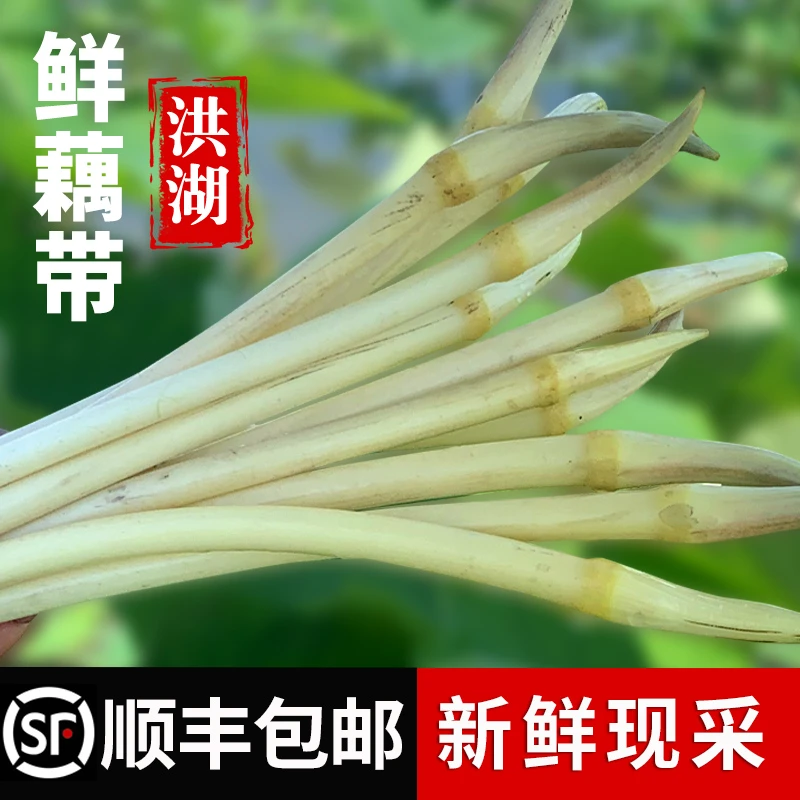 洪湖藕带新鲜藕尖藕簪湖北特产农家现挖蔬菜莲藕藕心菜顺丰包邮