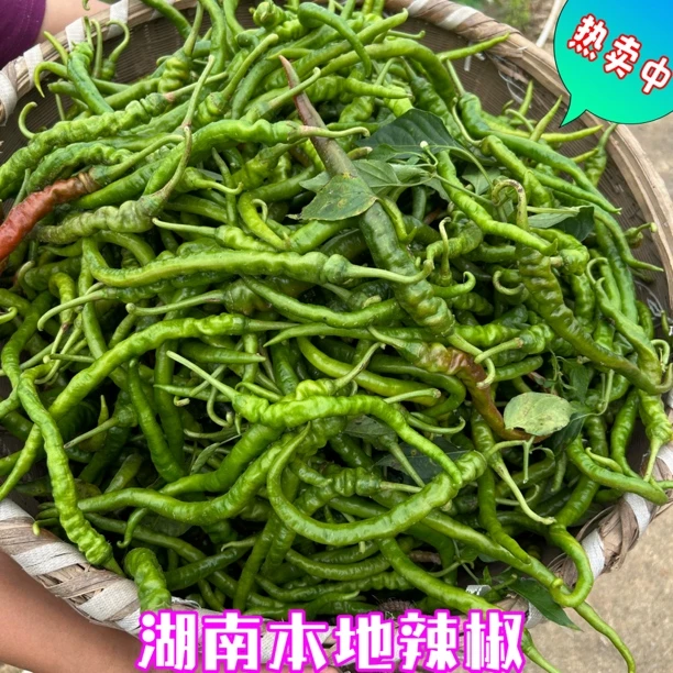 (新鲜辣椒)湖南青椒辣椒本地现摘现发辣椒中辣香辣新鲜发货