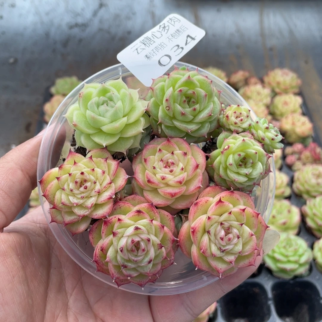 云糖心多肉植物34