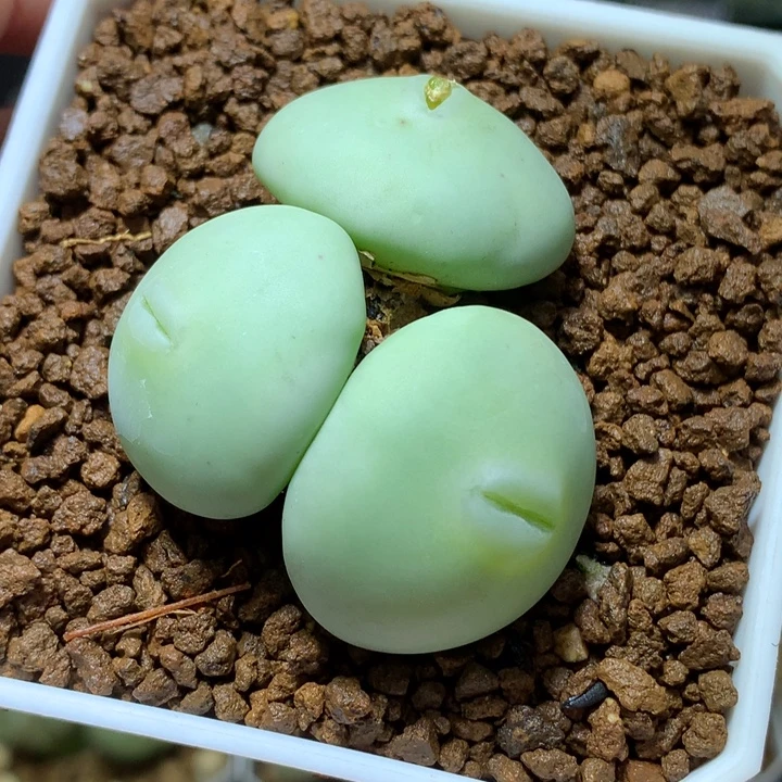 精品多肉植物精品白花大g嘟嘟嘴