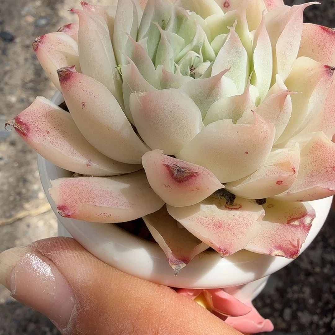 蓝丝绒杂带盆多肉植物