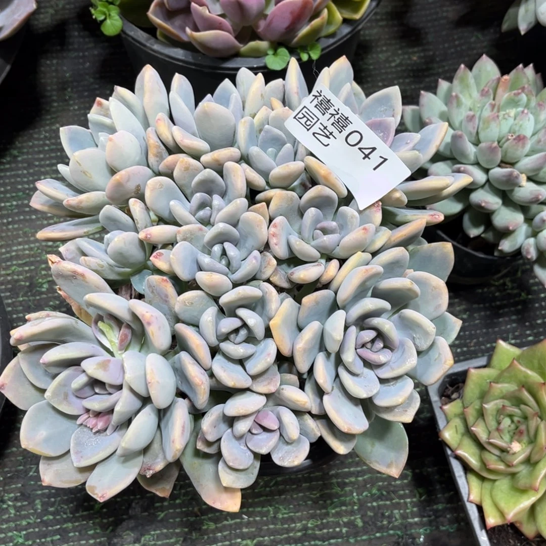 小***雨041冬美人多肉植物～