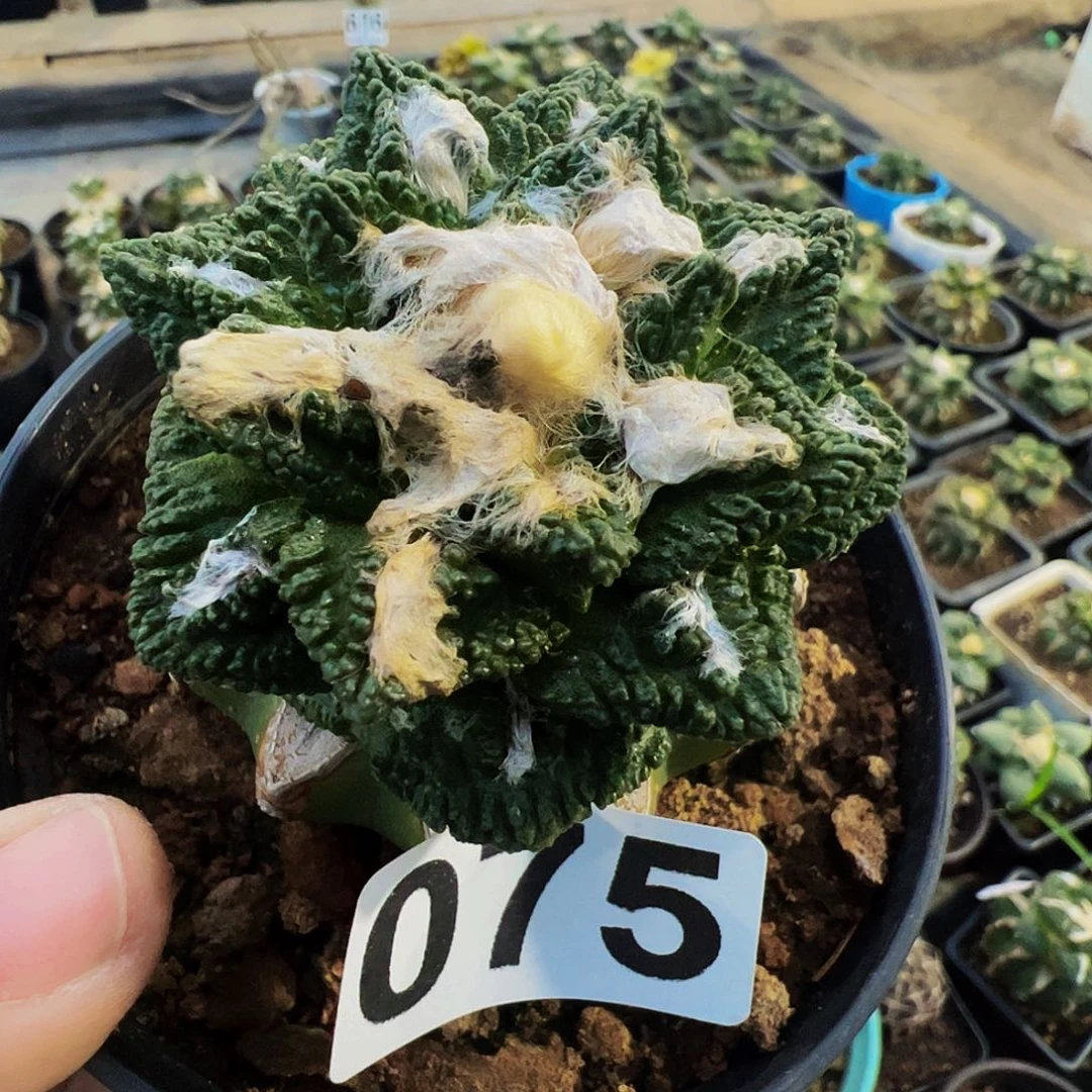 辛顿牡丹仙人球075