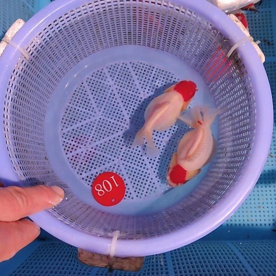 金鱼108泰狮两条特价顺丰包邮