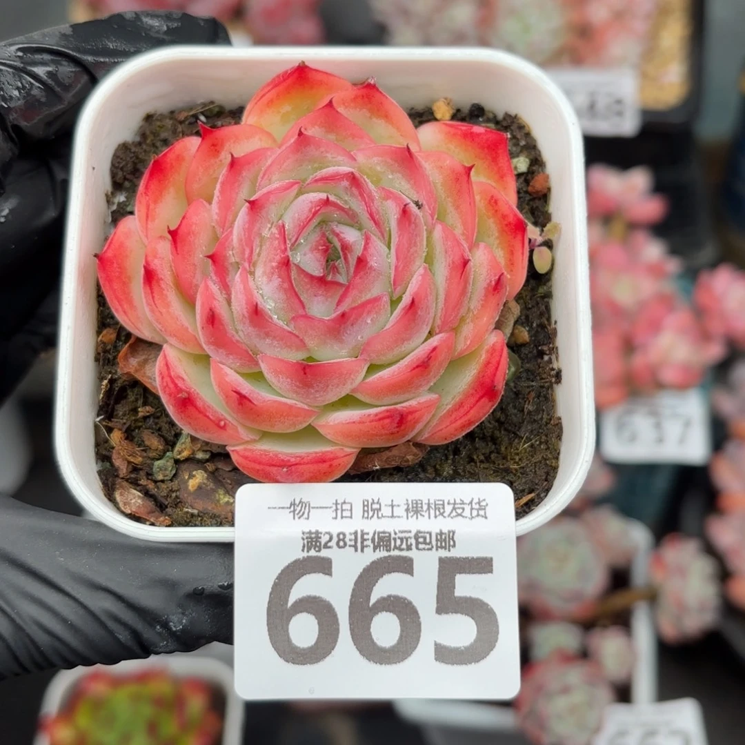 侧影单头无盆土发货