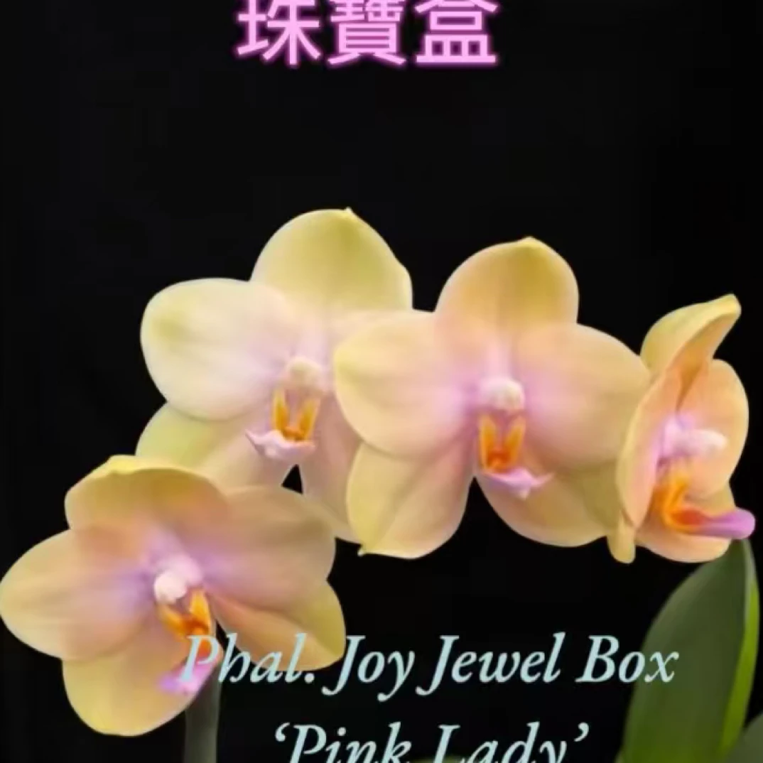 湾湾大树兰园出品《珠宝盒》原生趣味蝴蝶兰室内高端花卉