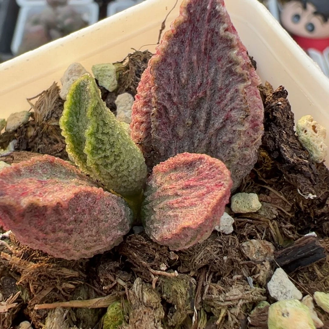 实生新品大苗多肉植物水泡多肉植物