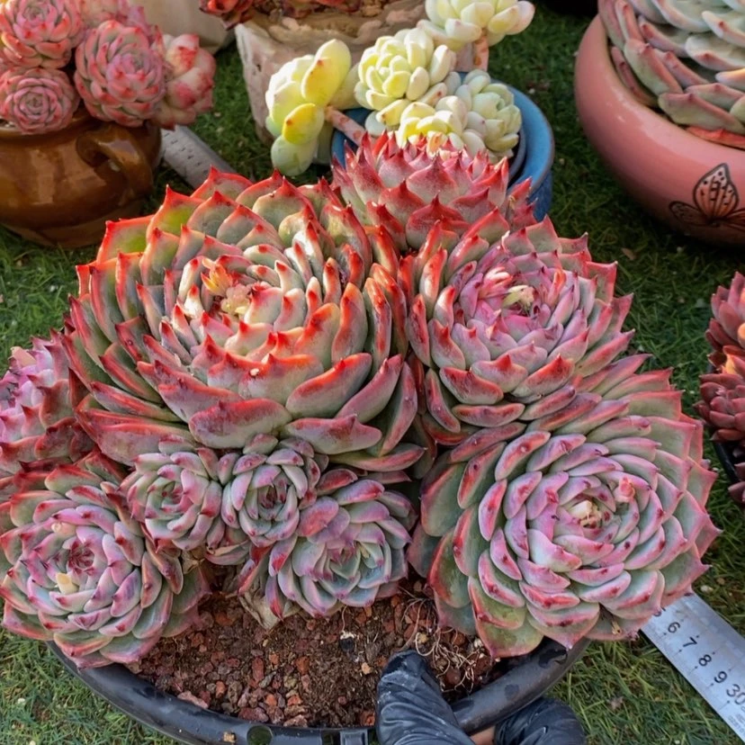 【闪购商品】老*?多肉植物和