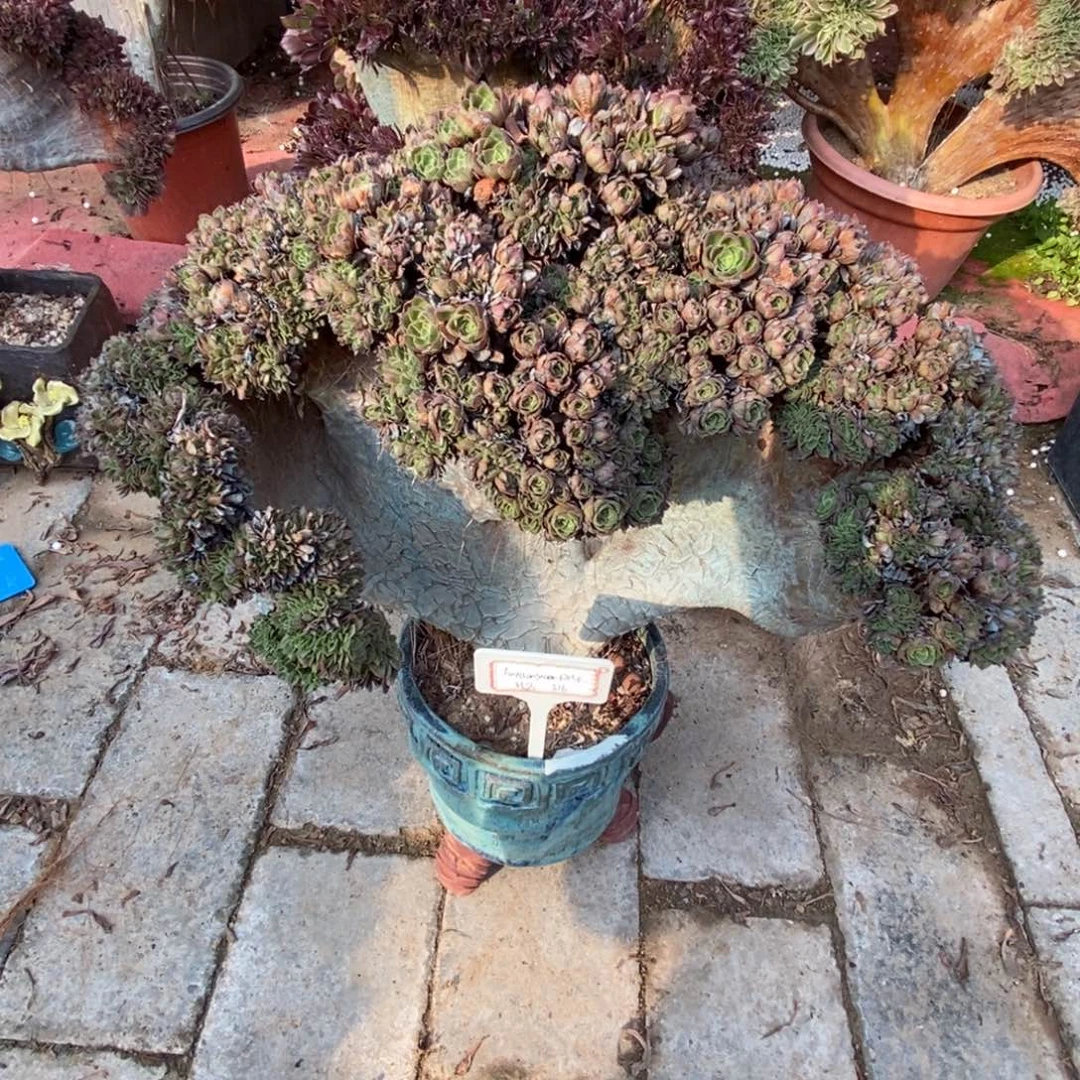 *****无花朵万朵朵缀化