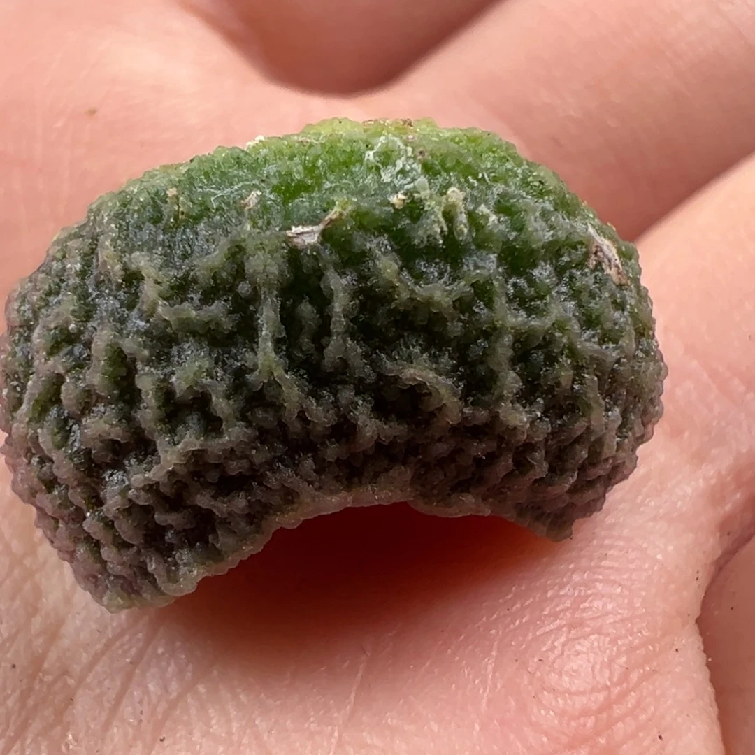 C****实生新品叶子多肉植物水泡