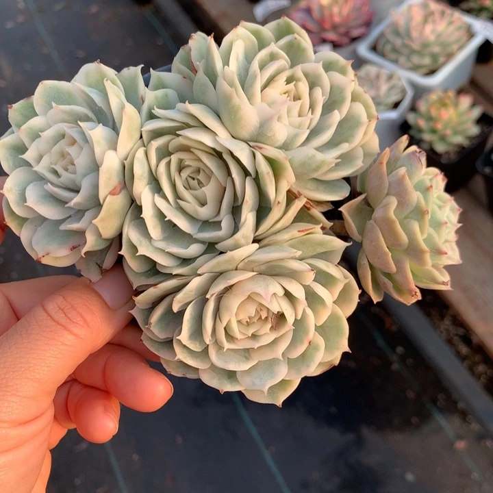 无花朵昂斯诺锦多肉