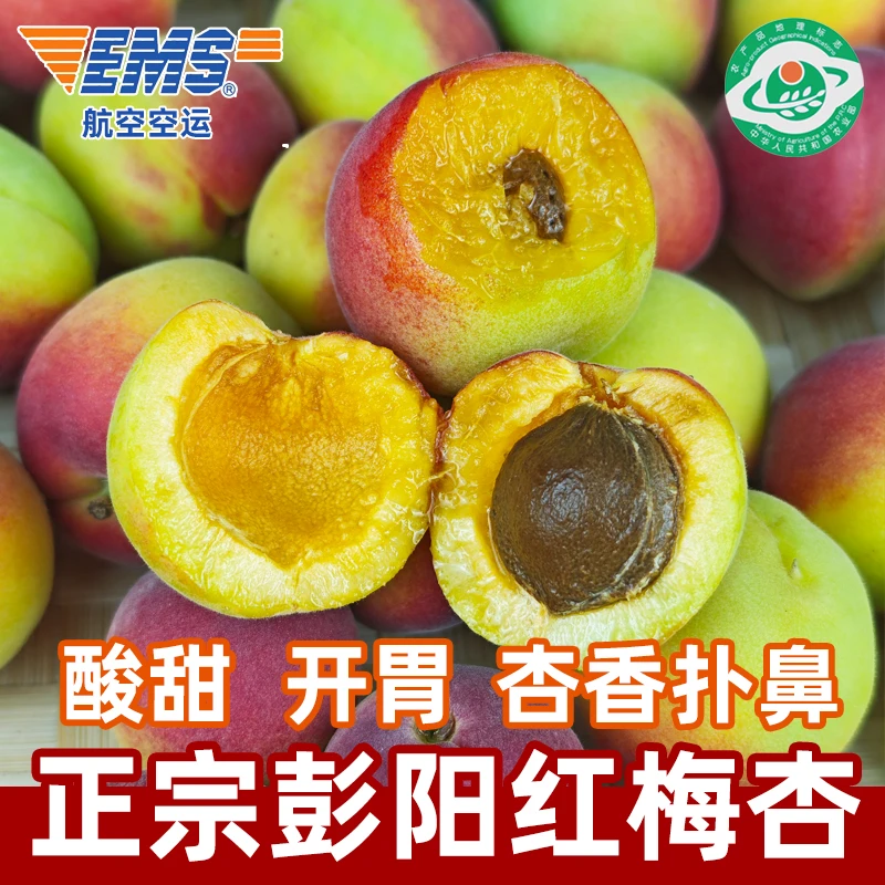 【彭阳红梅杏】EMS空运宁夏固原露天杏子现摘当季头茬新鲜水果酸甜