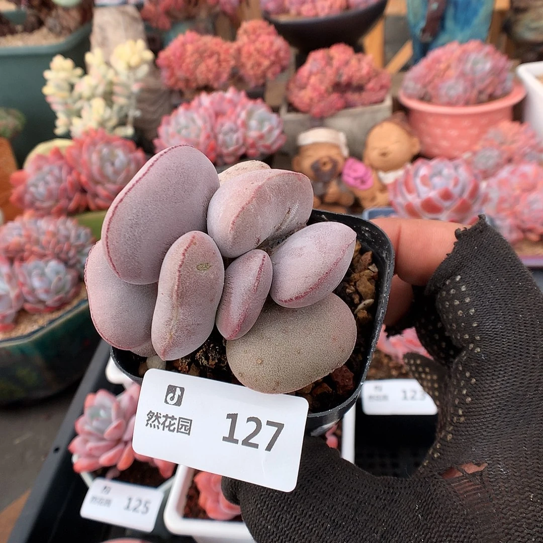 127小红蛋多肉植物6666