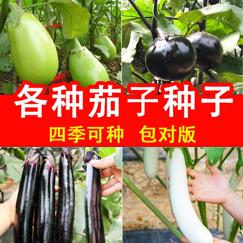 [各种对版茄种子]茄子种籽四季阳台盆栽农家蔬菜孑
