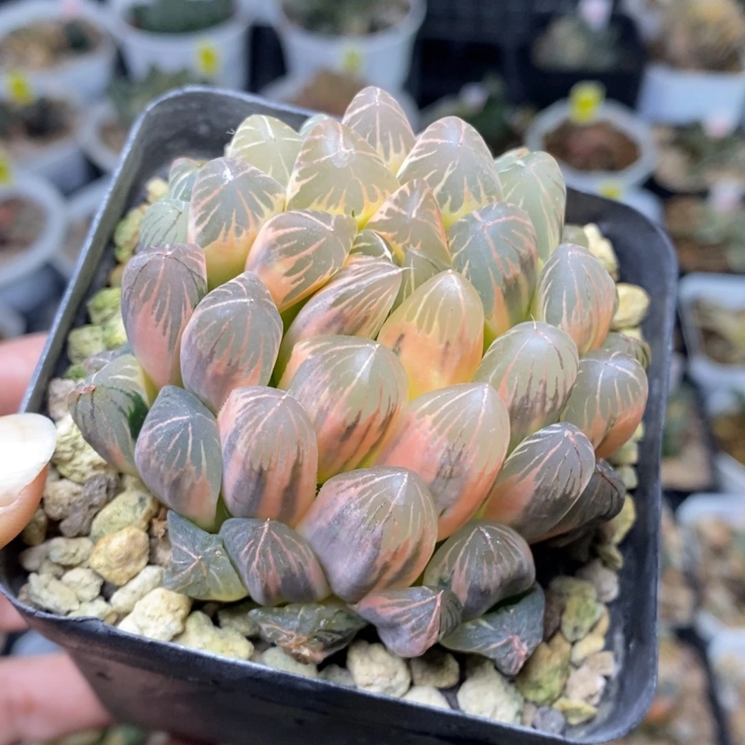 实生玉露锦糊斑带盆