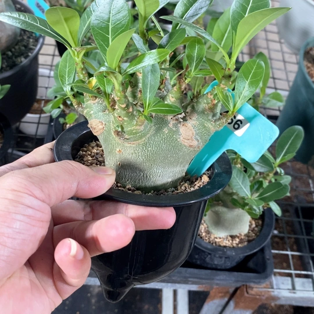 产地哥斯拉沙漠玫瑰