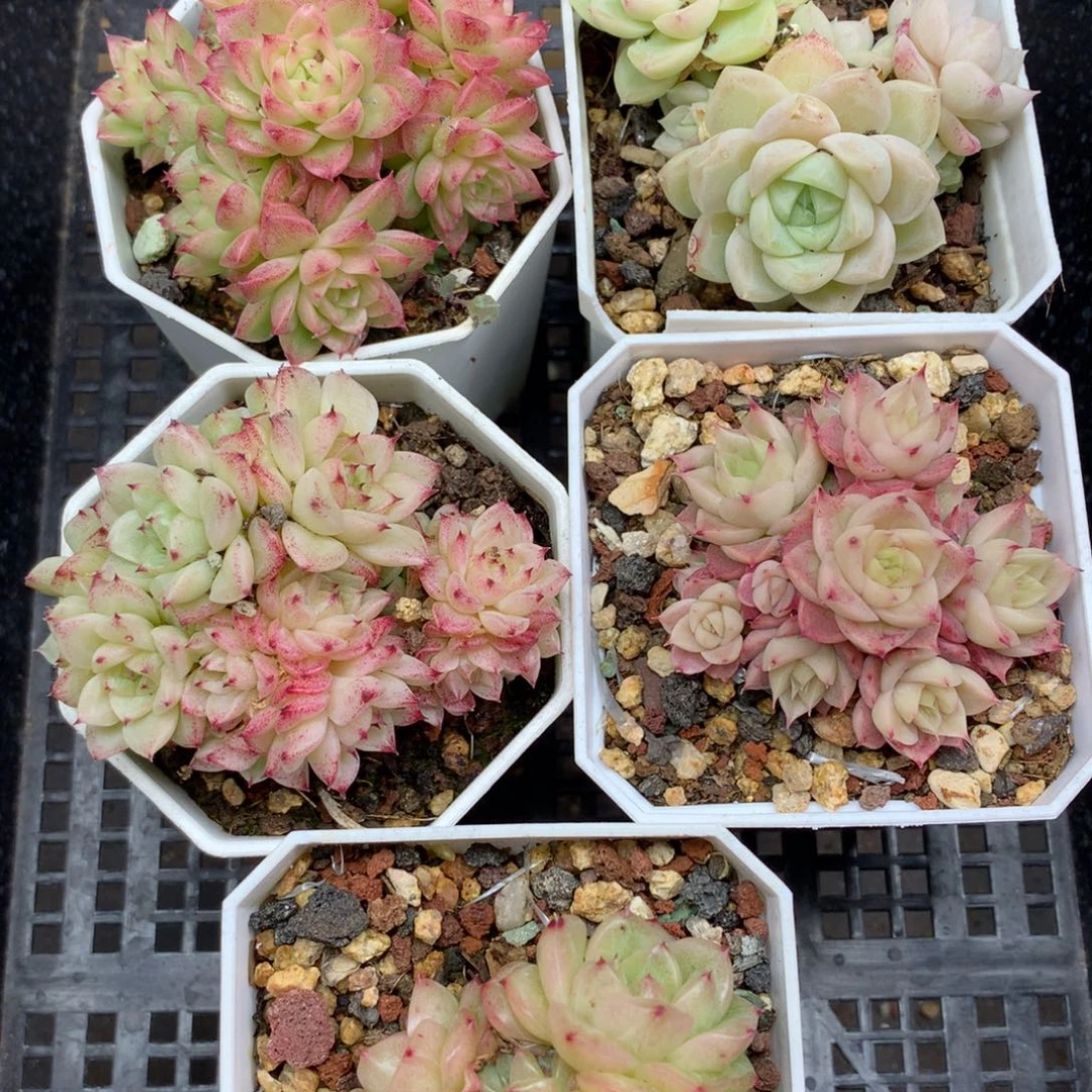 1130-104 套餐一组