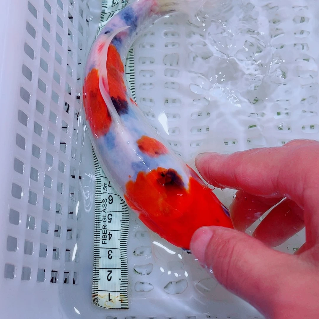 锦鲤锦鲤观赏鱼包邮3
