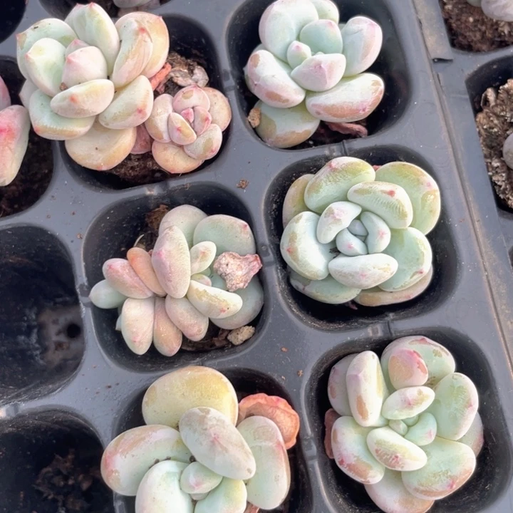 芭比奶发3颗满18包邮