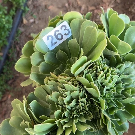 葵***花多肉植物一个绿玫瑰