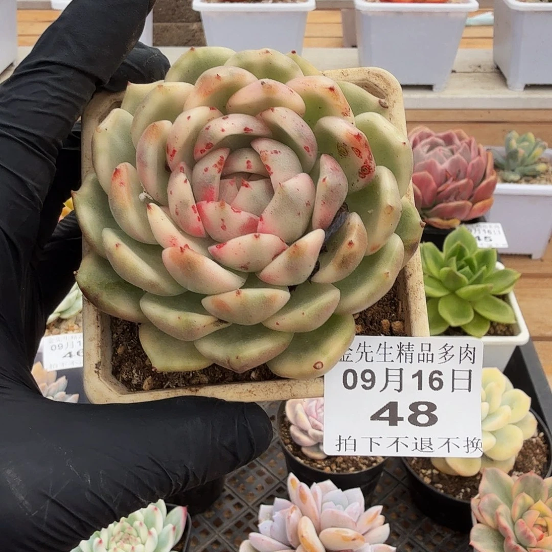 0916-48黑玫瑰锦单头