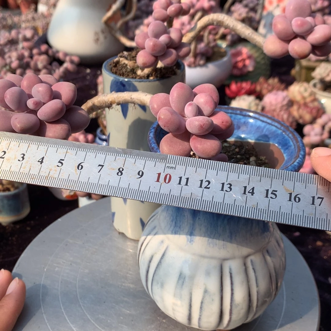 2颗不带盆偏远的不包邮的