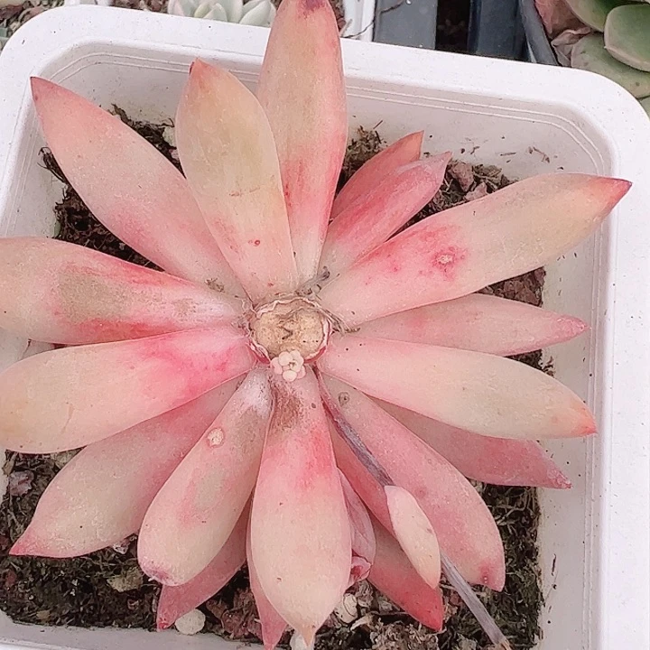 @***衿多肉多肉植物多肉植物