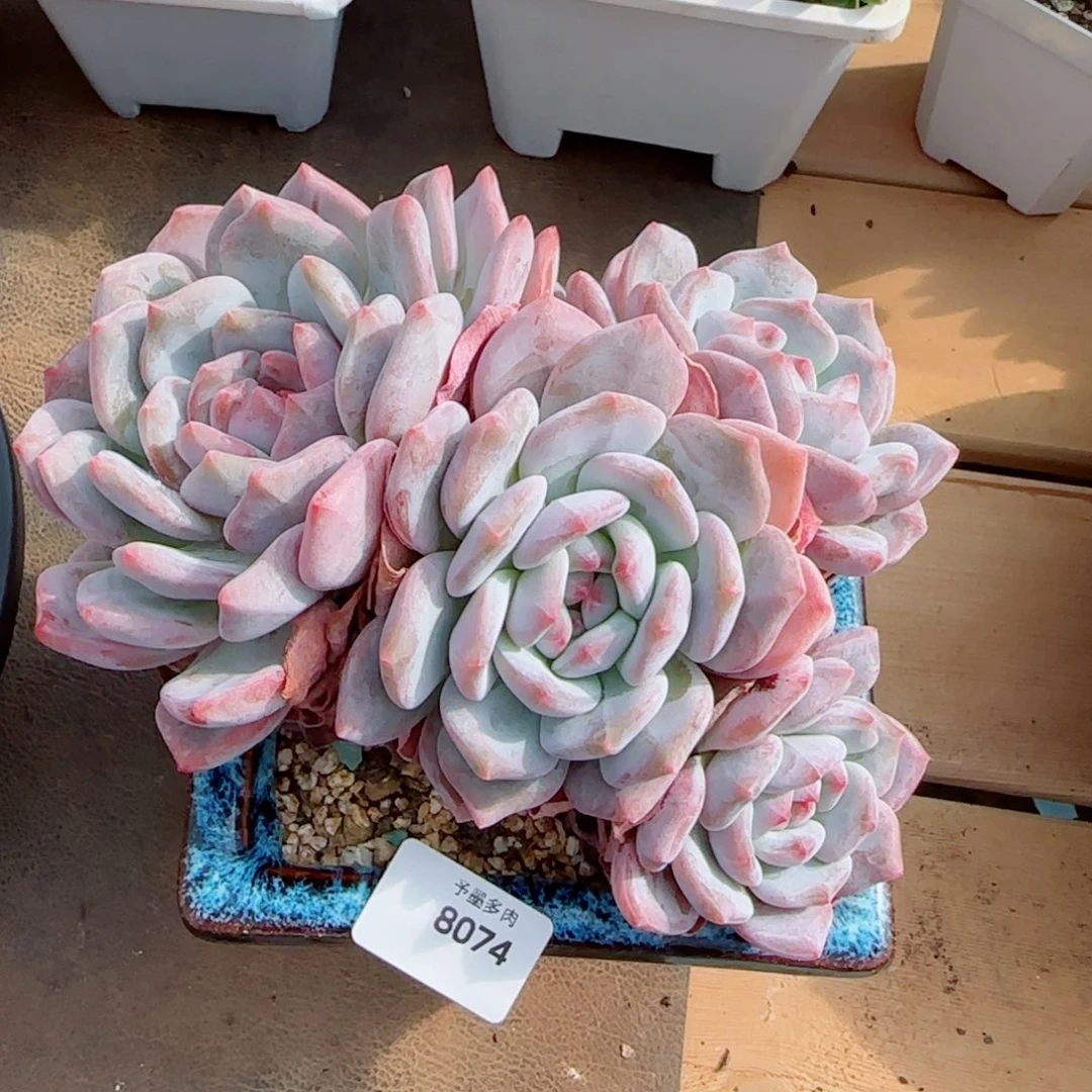 星影无砍，8074多肉植物