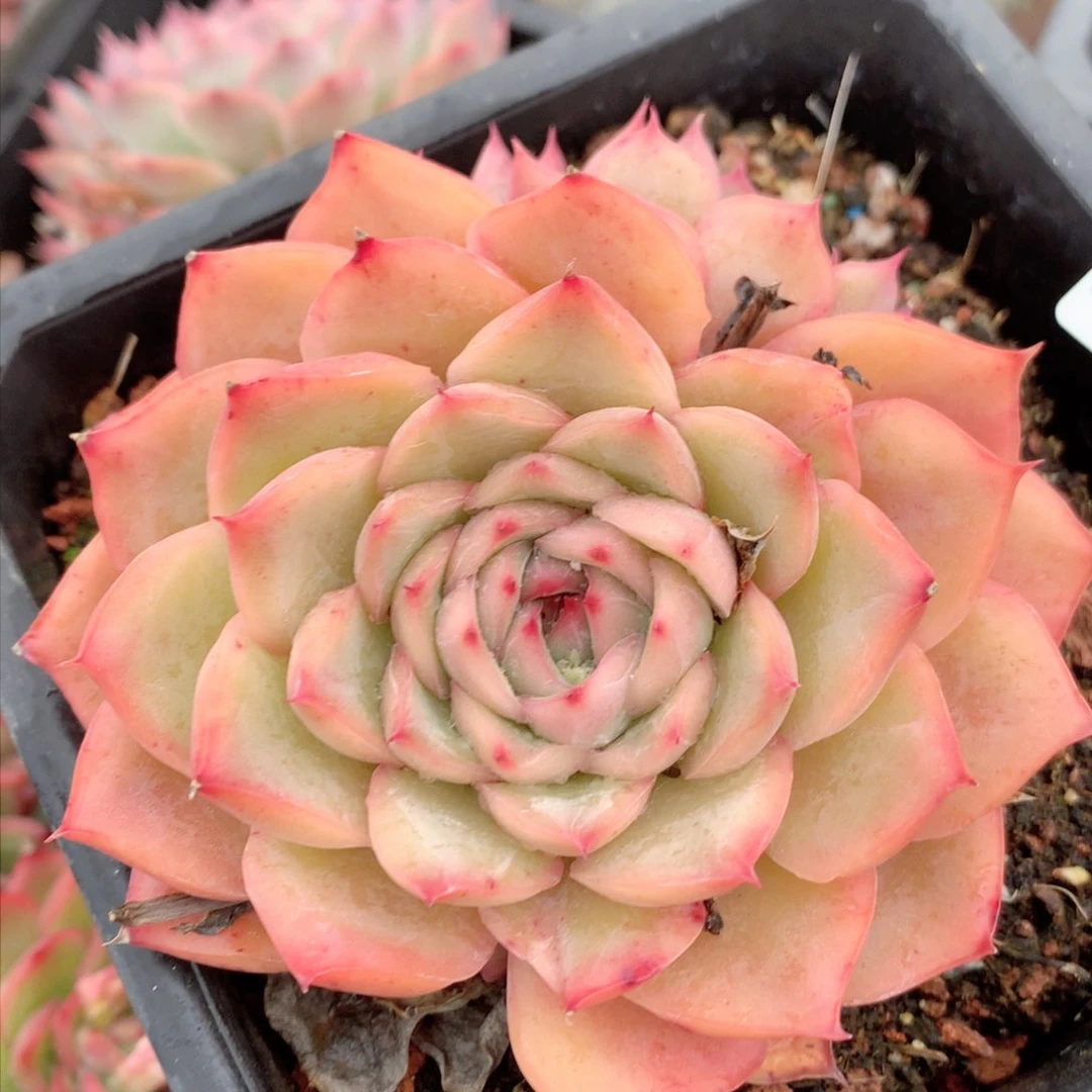 8417杂交多肉植物基地