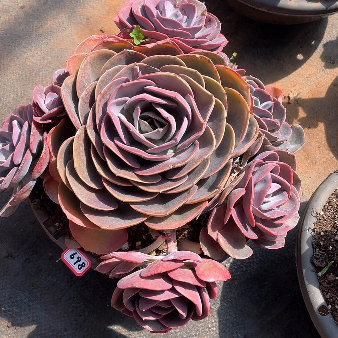 698尘埃玫瑰 一物一拍多肉