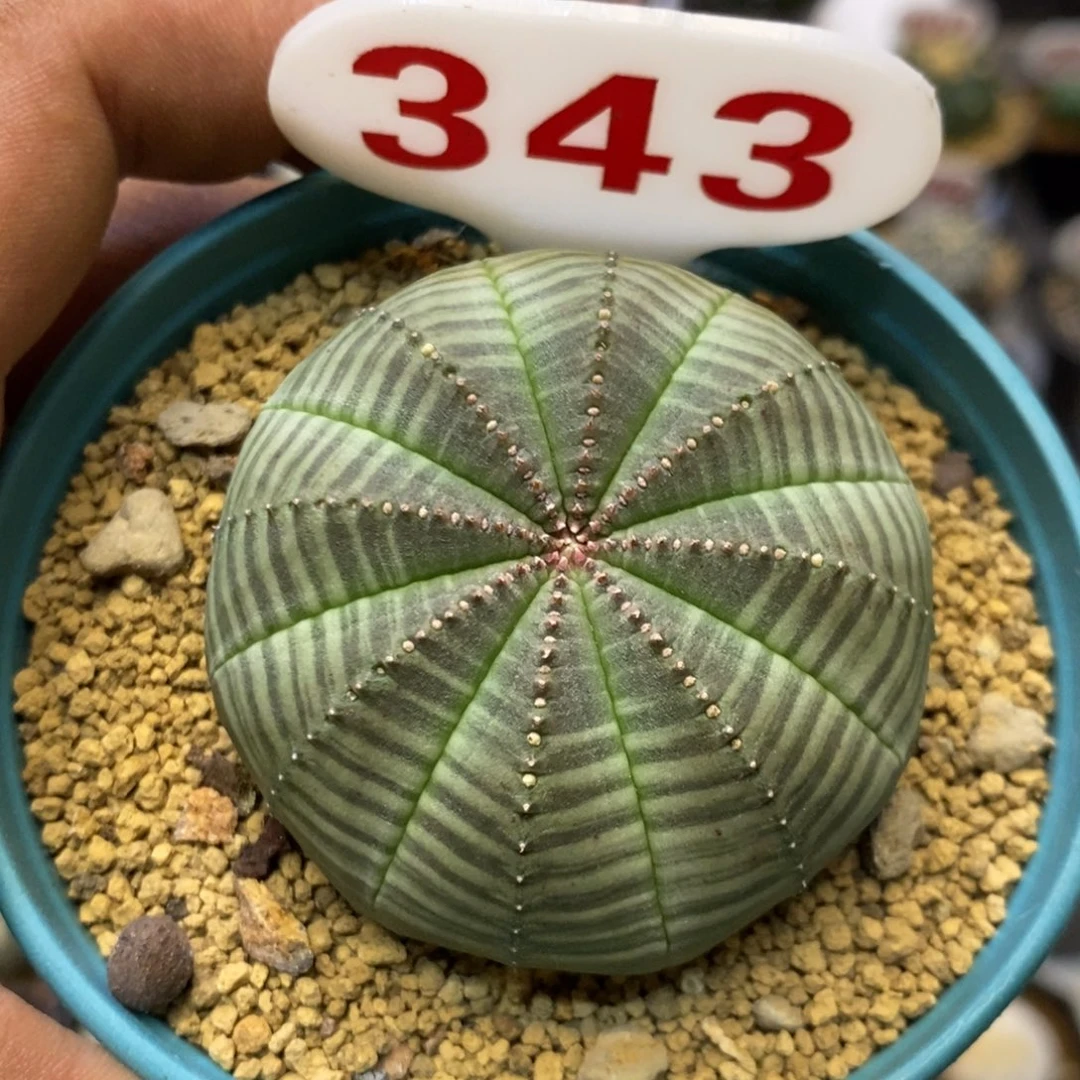 343福利特价咯打特价