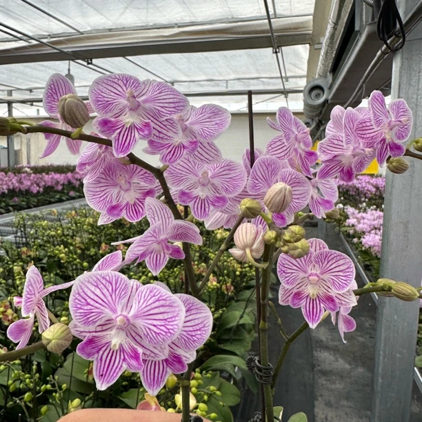 【樱花 3.0寸】蝴蝶兰高档鲜花盆栽