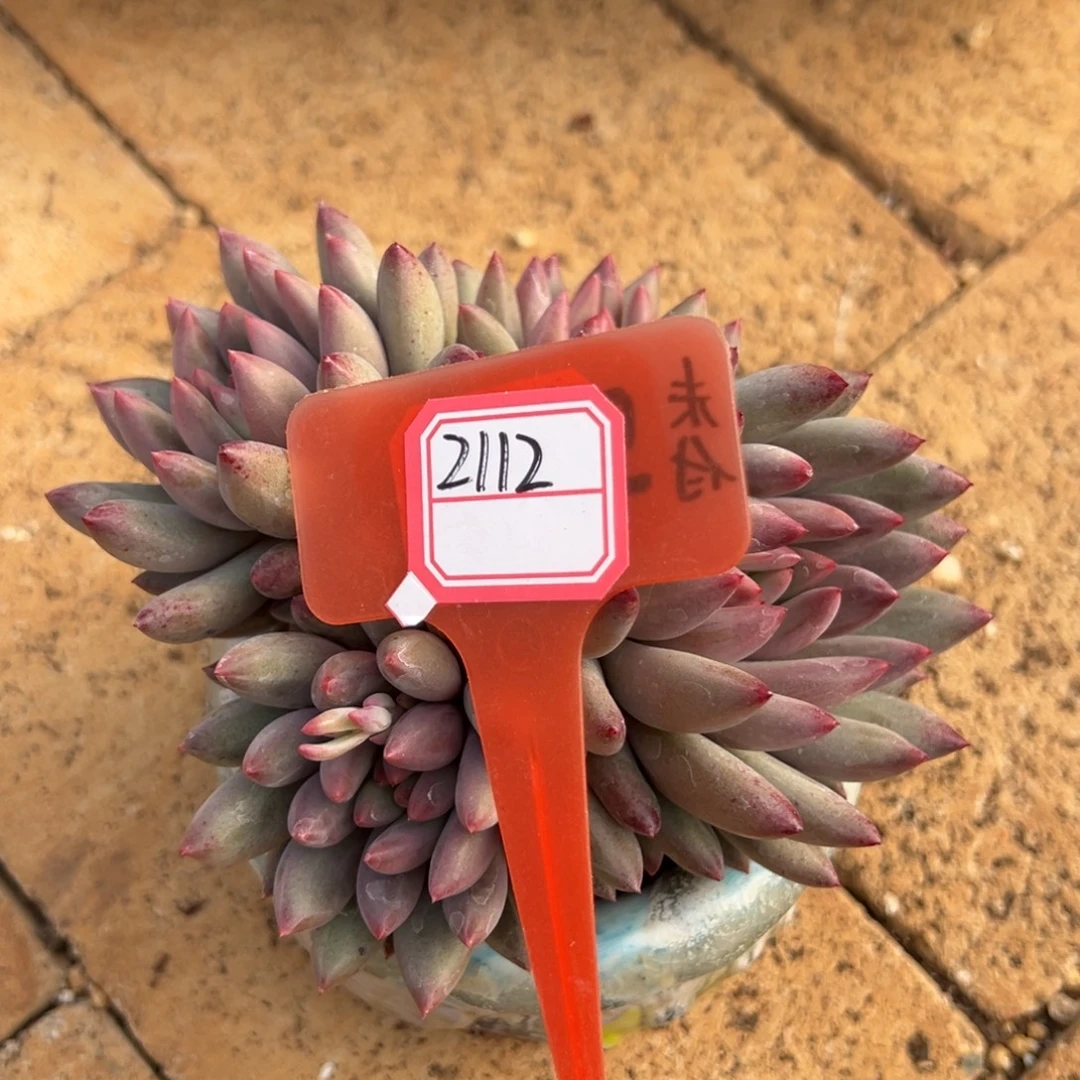 2112。