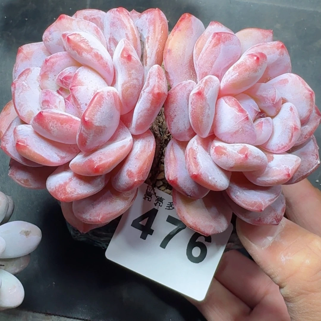 雪之魄      愿你一路坦途，乘风破浪展宏图