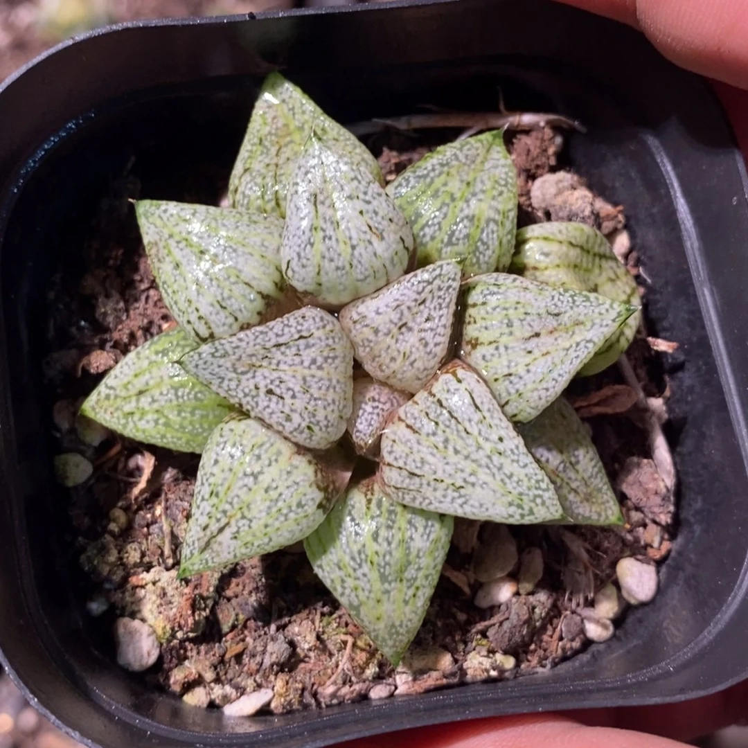 ④***姐2690 一颗福利。