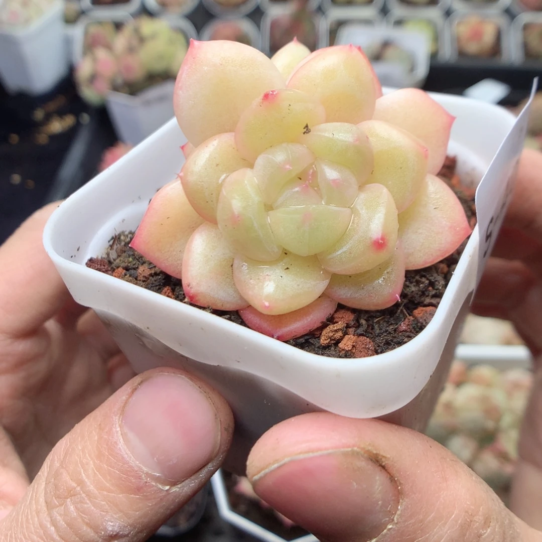 无花朵S40。 yyyyyyy