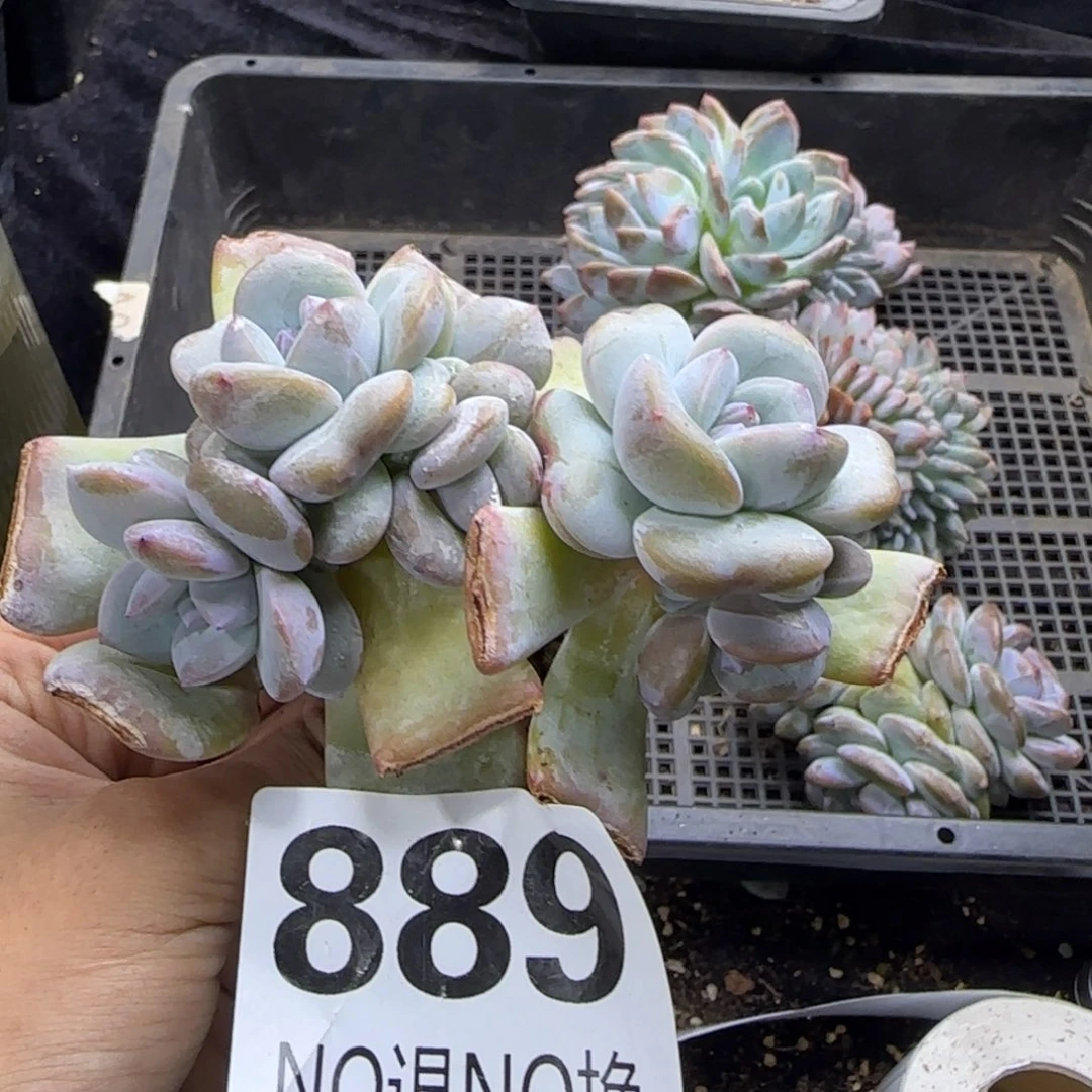 吃***紫星影5头一物一拍889