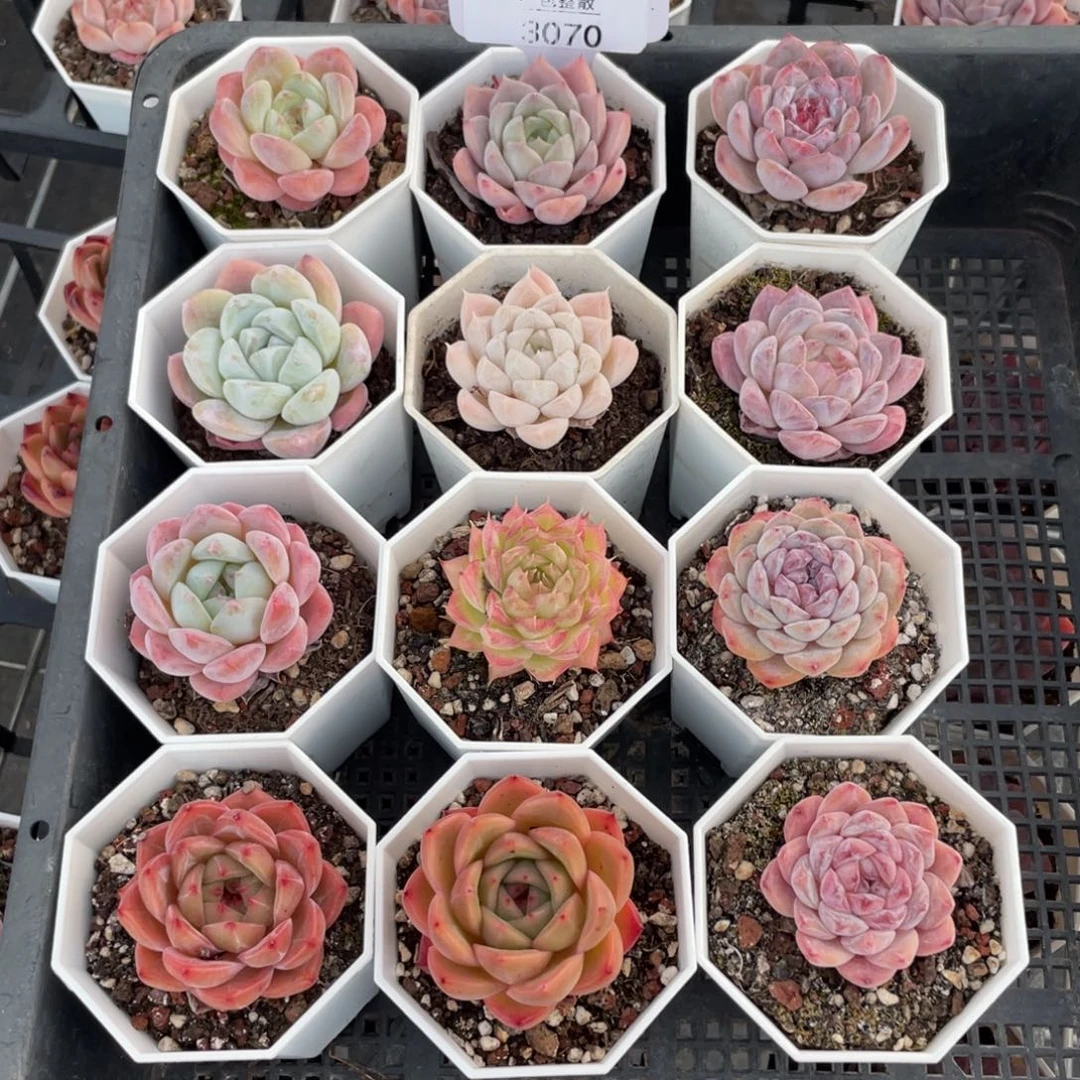 不包整散 盆子不售后3070