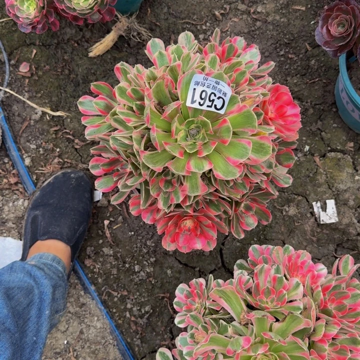 初恋法师25-44包邮花花