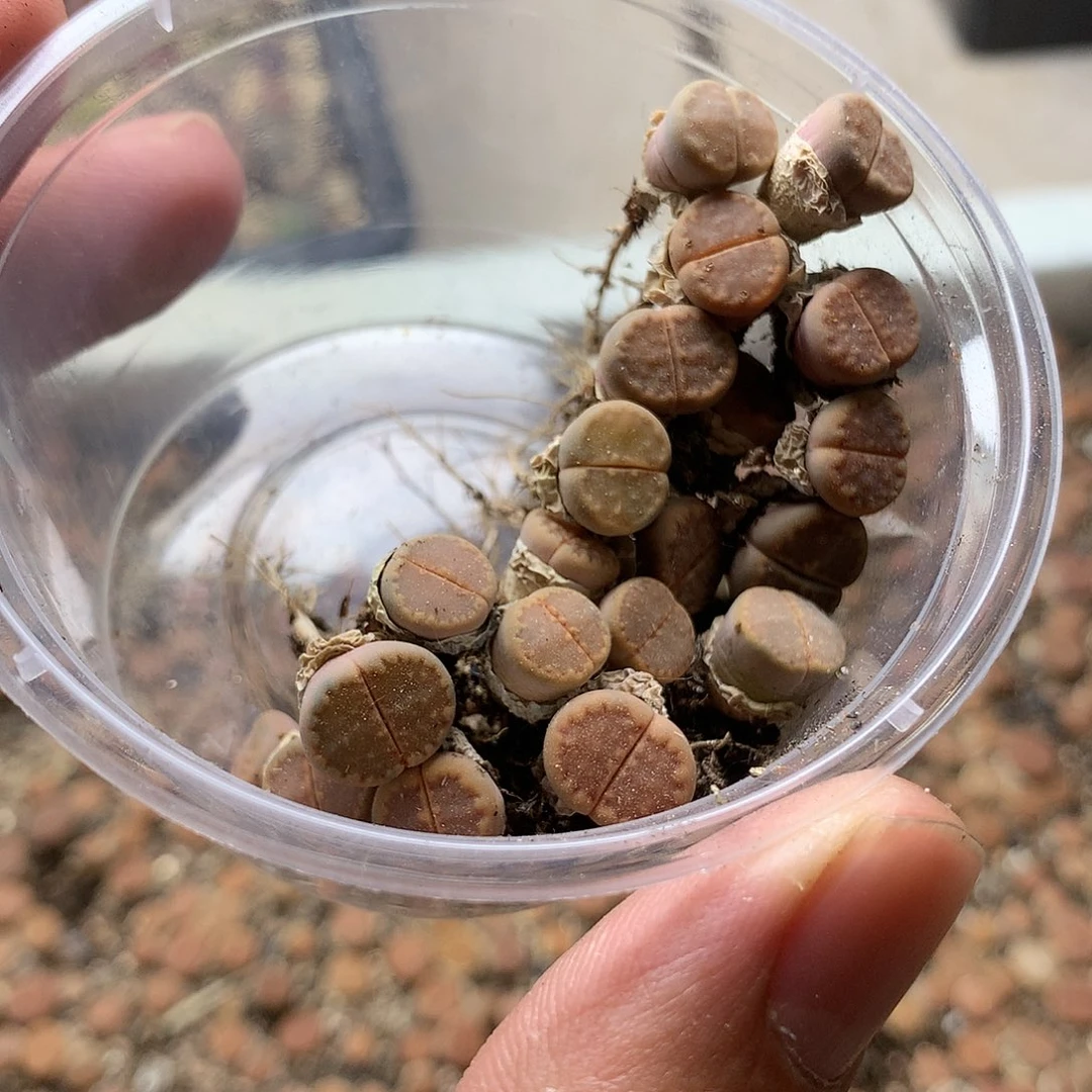 -*E367多肉植物保护